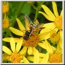 Nomada fucata - Wespenbiene w04.jpg